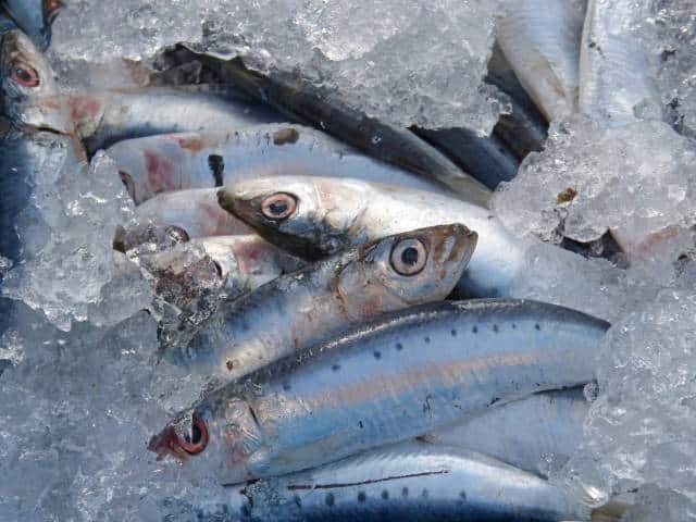 SARDINE Océan